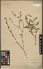 Foto von Salix purpurea L. x Salix repens L.